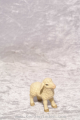Lamm Leonardo Holzkrippenfigur der Südtiroler Holzschnitzerei Dolfi Handbemalt